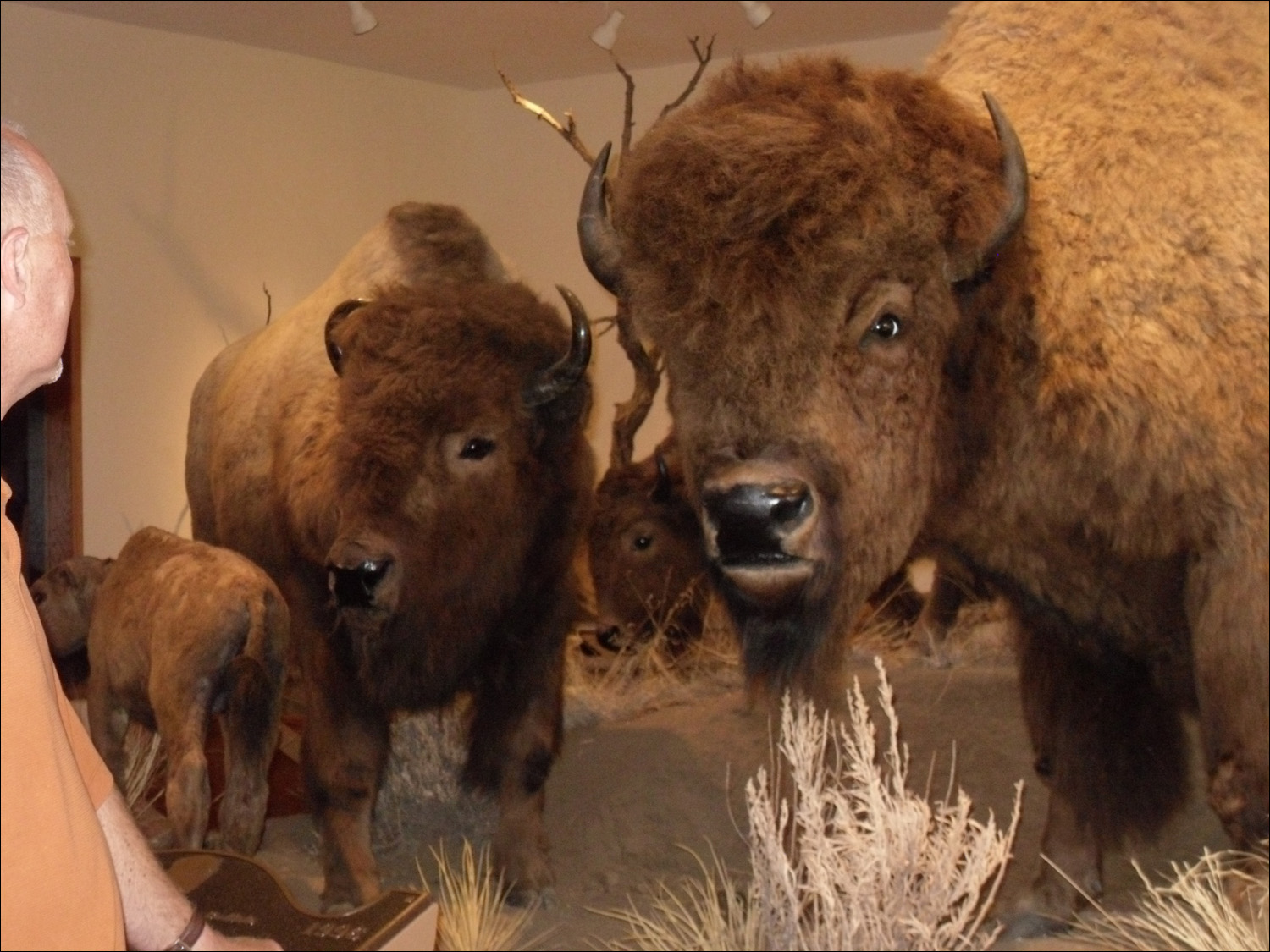 Fort Benton, MT Agriculture Museum-Bison family